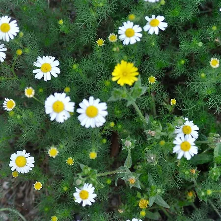 Bed & Breakfast Le Macine Relais