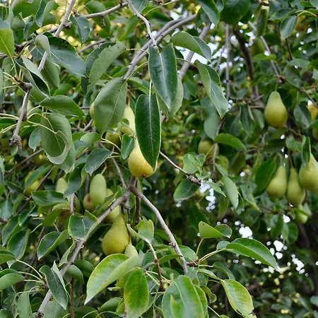 Bed & Breakfast Le Macine Relais