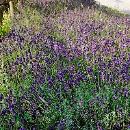 Bed & Breakfast Le Macine Relais 3*