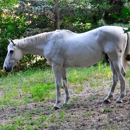 Bed & Breakfast Le Macine Relais 3*