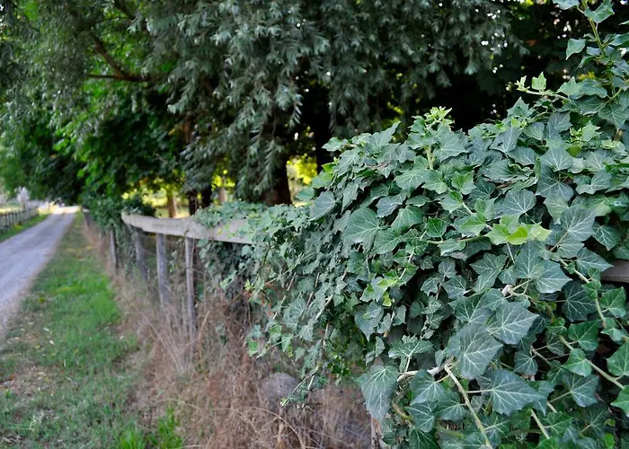 Bed & Breakfast Le Macine Relais Cairo Montenotte