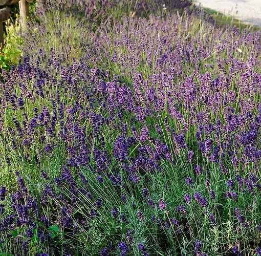 Bed & Breakfast Le Macine Relais 3*